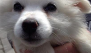 american eskimo