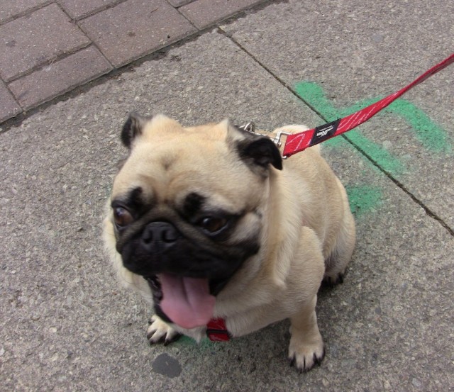 TH Woofstock pug