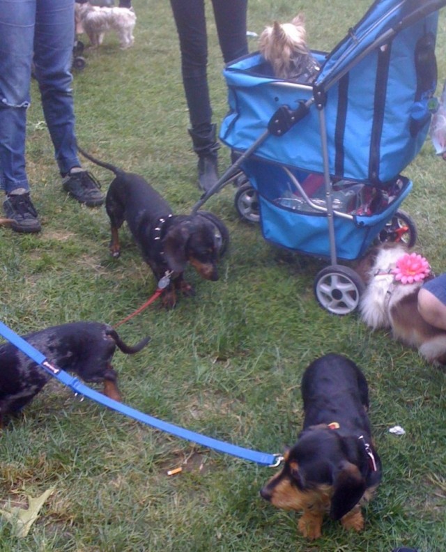 TH Woofstock wiener rescue fest