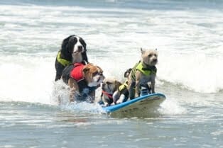 Loews Surf Dog- 5 dogs on one board- event record