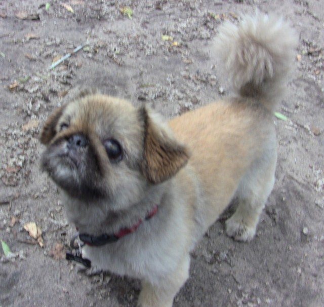 TH Cute Pekinese2 CB