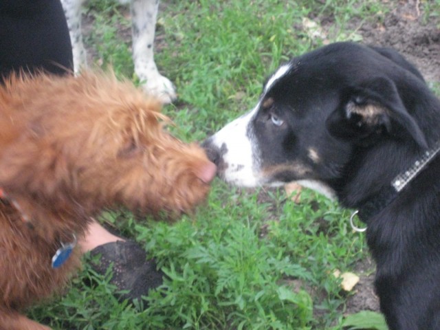 TH Puppy party cherry beach