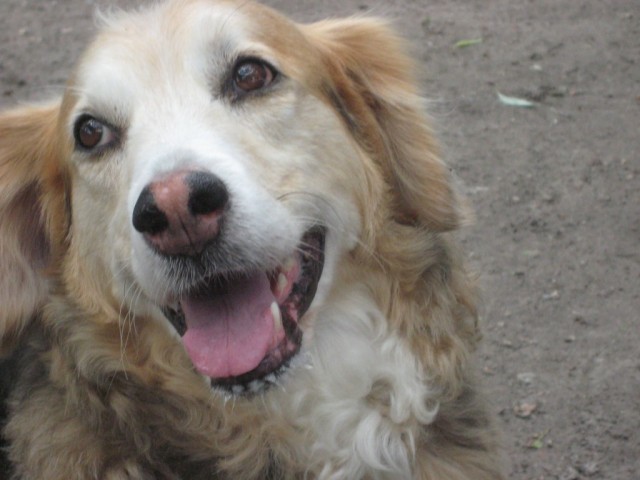 TH closeup retriever Cherry Beach