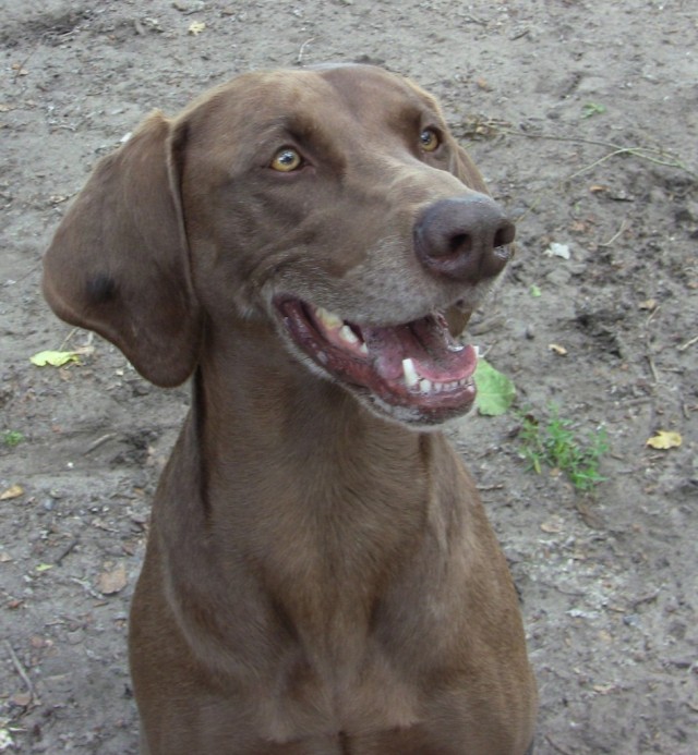 TH frind's dog smiling CB