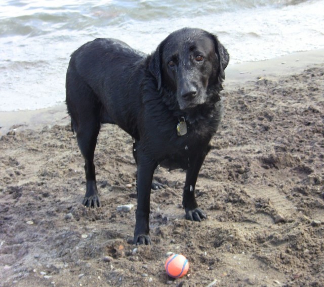 TH please throw ball in water