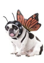 pet-butterfly-costume-1