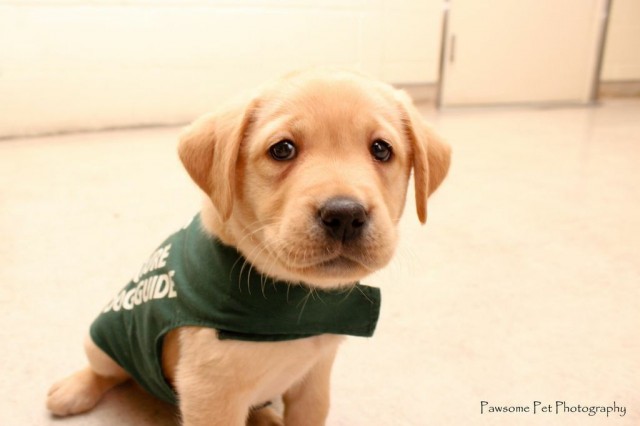 Adorable Golden Lab Dog Guide Puppy