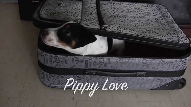 Puppy Love “Pippy Love” Teaser