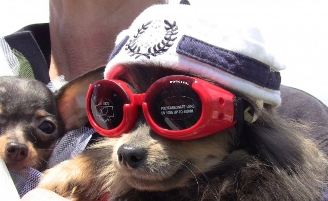 TH K9 in sunnies