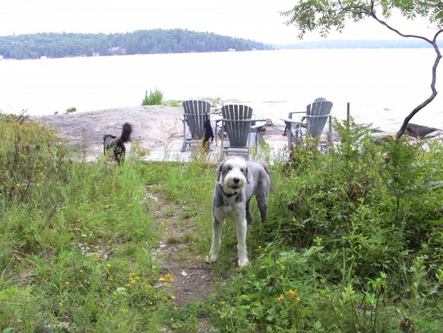 TH pups Muskoka