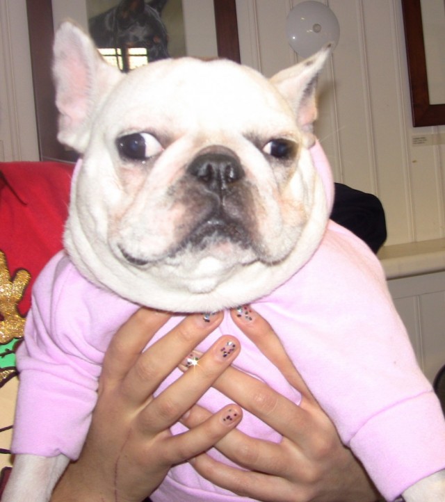 TH Puga lugFrenchie