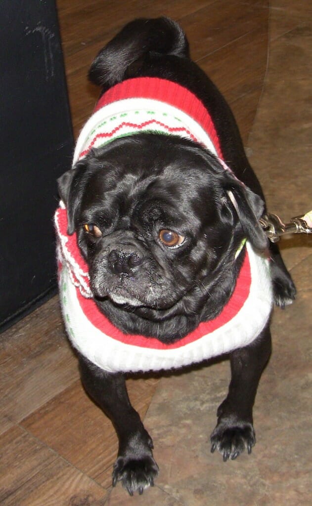 TH black pug in red