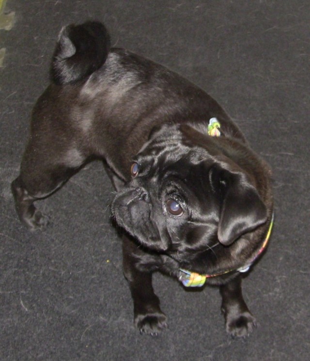 TH pug black on black