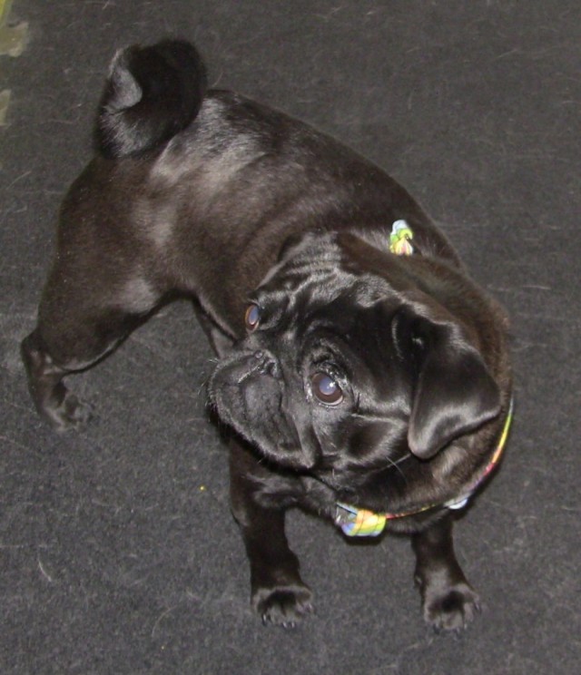 TH pug black on black