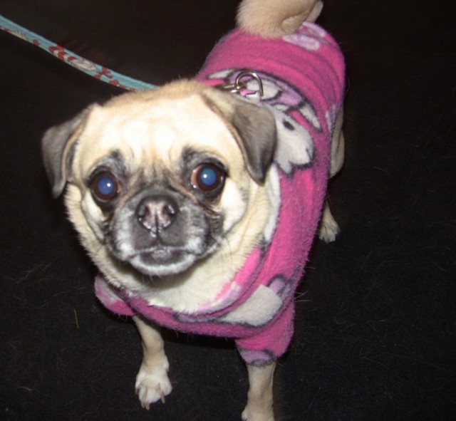 TH pug in pink