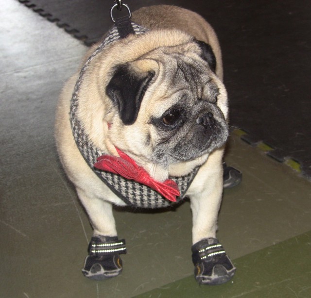 TH pugalug boots