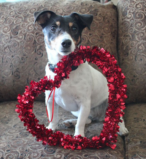 Shivers the Jack Russlell with a heart for Valentine's