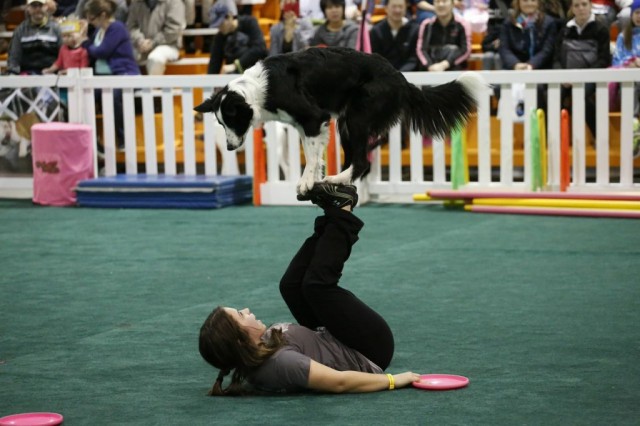 Amazing talent Border Collie Dog Lottie showing tricks