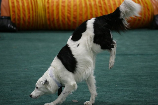 Fit Dog Border Collie Hero doing a Pawstand