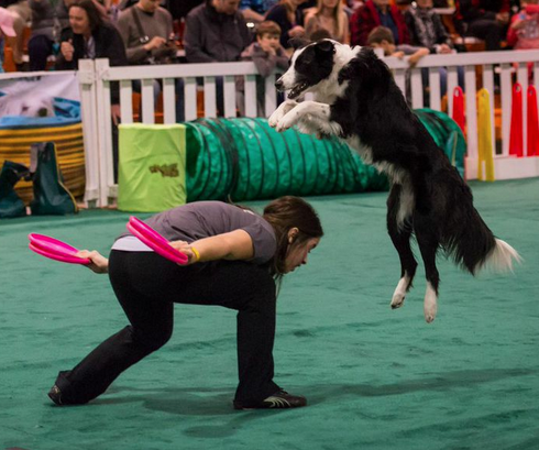 Fit Dog Lottie the Border Collie showing off her skills