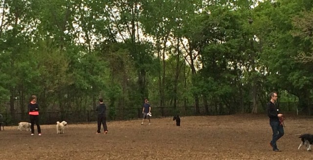 off leash dog park