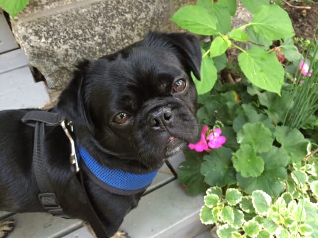 Kilo stops to smell flowers