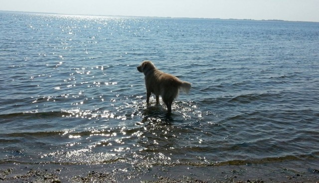 Bocker at the beach