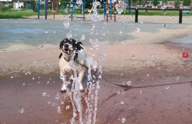 Dogs at park in water 2