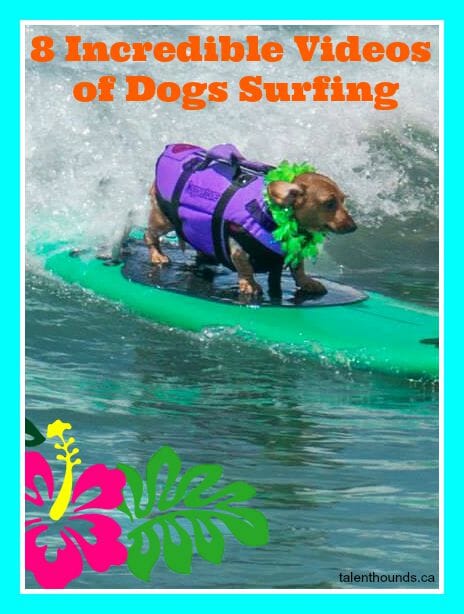 8 Incredible Videos of Dogs Surfing with Coppertone