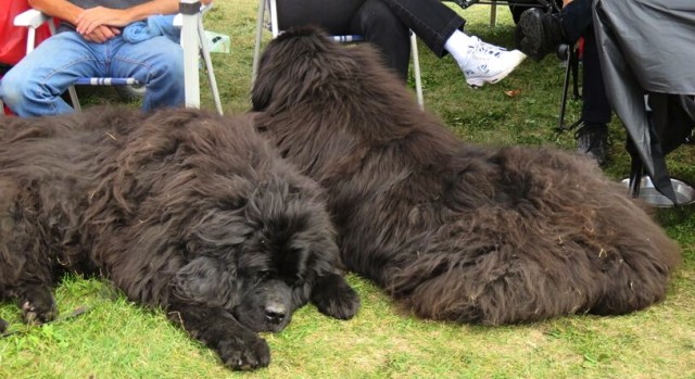 black canadian newfies laying down