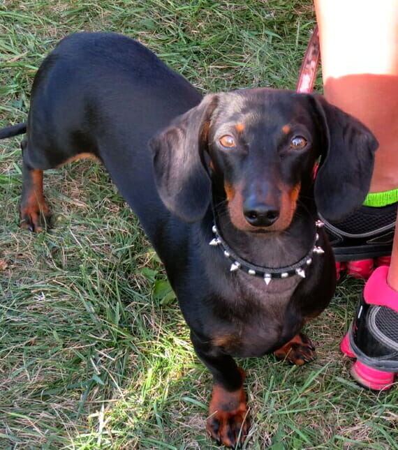handsome boy wiener dog on grass
