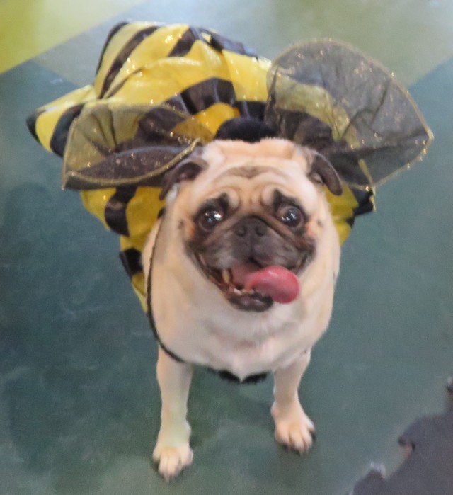 pugs halloween costumes