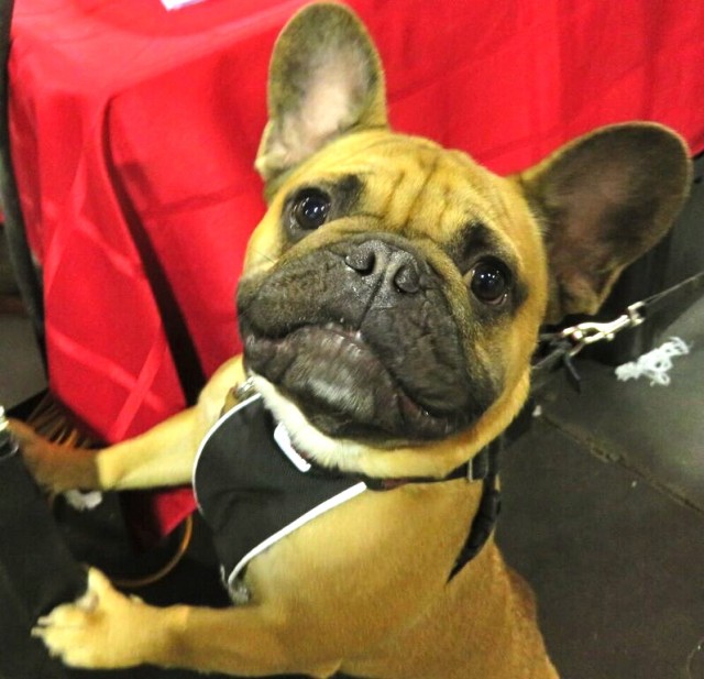 Cute Frenchie smiling at camera jumping up at Canadian Pet Expo