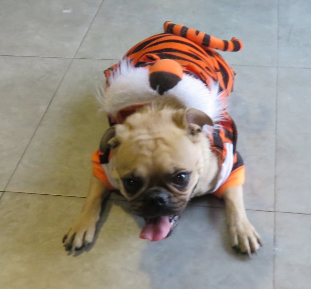 pugs halloween costumes