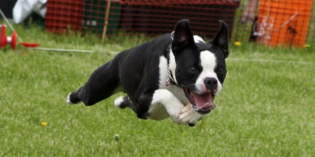 Boston Terrier loving the Lure Course at Dog Lovers Days