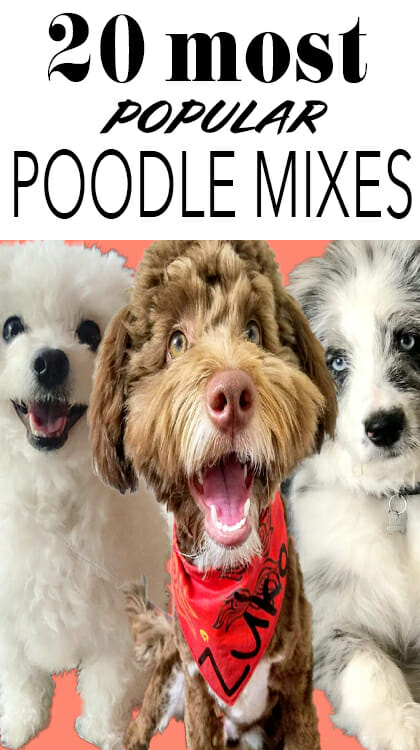 Check out our list of 20 most popular poodle mixes, especially if you have allergies and are looking for a dog that does not shed too much. Maltipoos, Cockapoos, Yorkie Poos, Labradoodles and Golden Doodles all make the list.