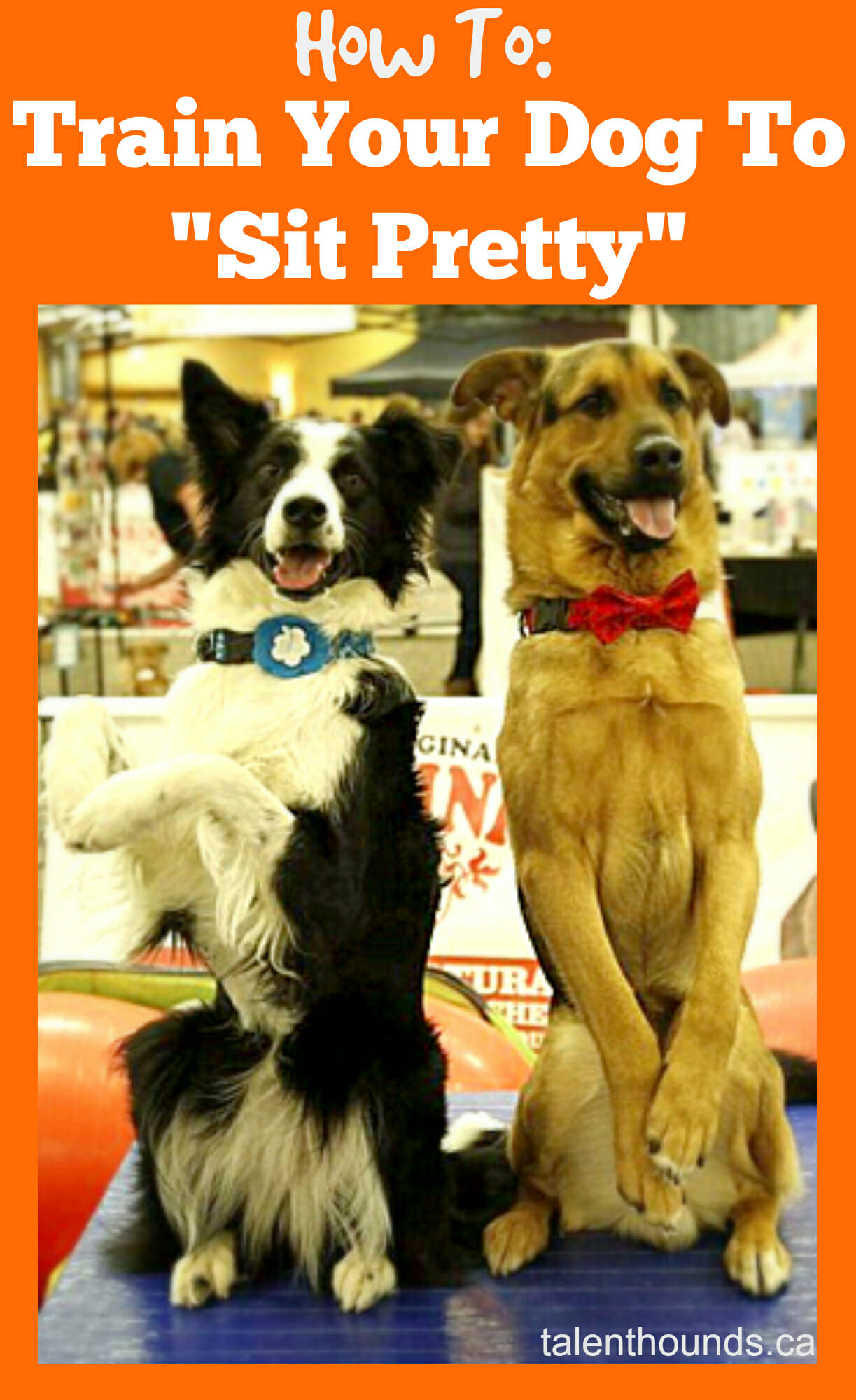 Sit pretty best sale dog