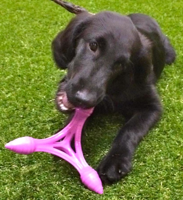 black lab puppy plays with toy at global pet expo
