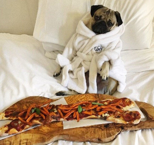 Doug the pug with Pizza in his Fairmount Hotel Robe