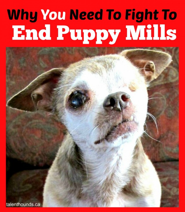 Harley Says "Why You Need To Fight To End Puppy Mills"