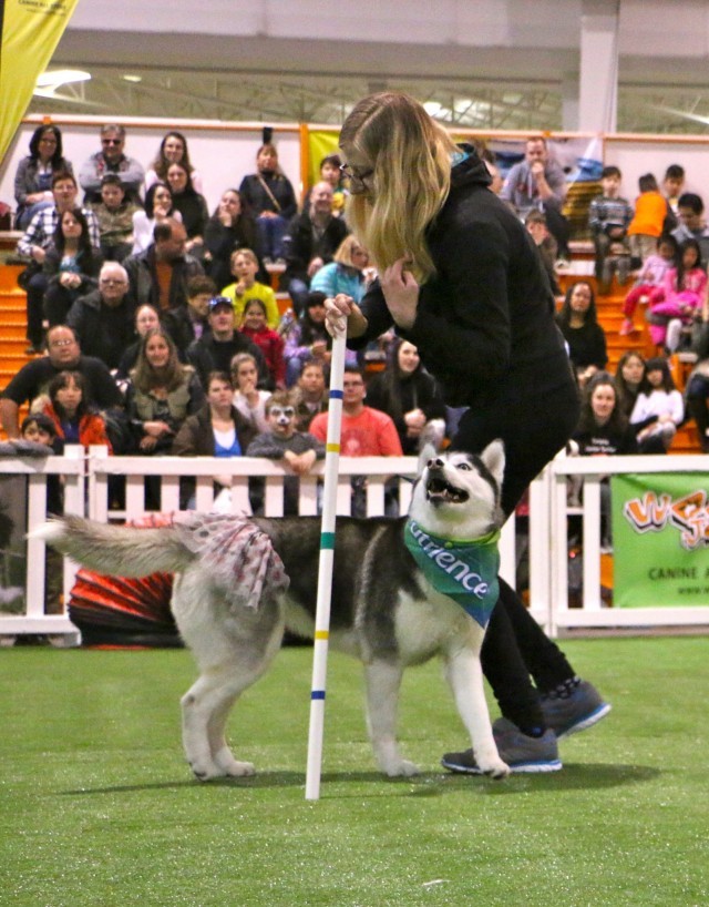 Ashley and Maya the Husky competing at Canadian Pet Expo