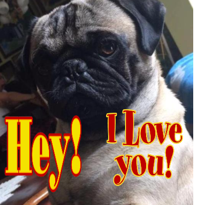 Cute Pug Says Hey I Love You For Pet Card