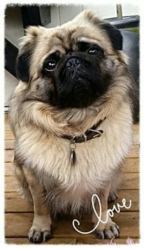 Dog Of The Day Karlo King of Pug Talent Hounds