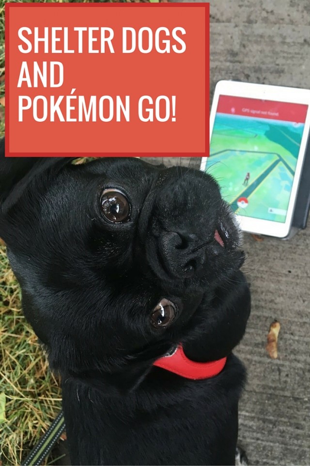 Rescue Kilo the Pug out on a walk, poses for Shelter dogs and Pokémon Go Photo