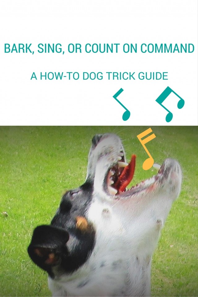 bark sing or count on command