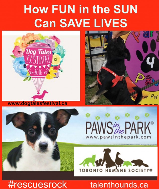 How having fun in the sun can save lives- Paws in the Park + Dog Tales Festival