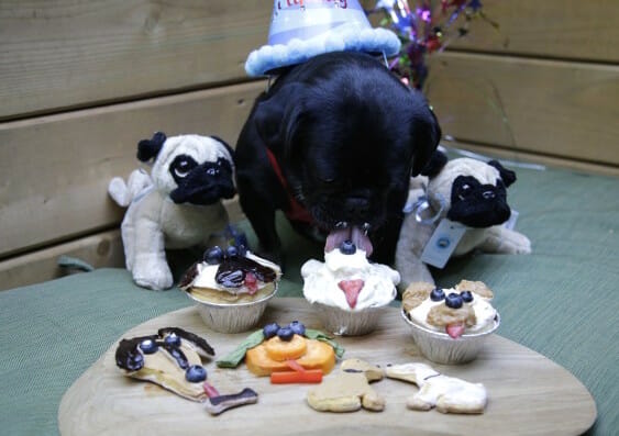 Kilo the Pug and his Birthday Treat Tray of Dog Licks Pups