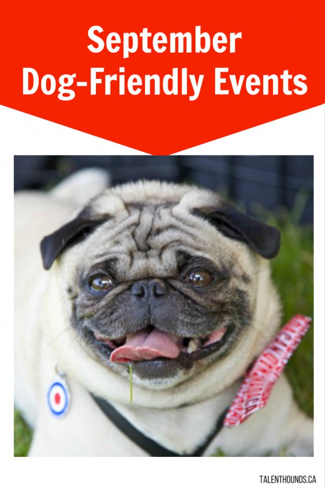 September Dog Friendly Events- Fishstick the Pug