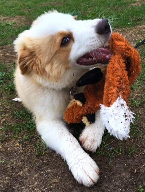 Adorable white and tan puppy chews toy on grass at Paws in the Park