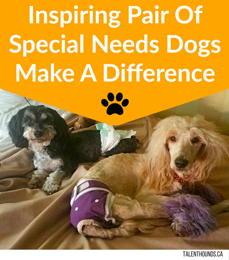 do dogs have special needs